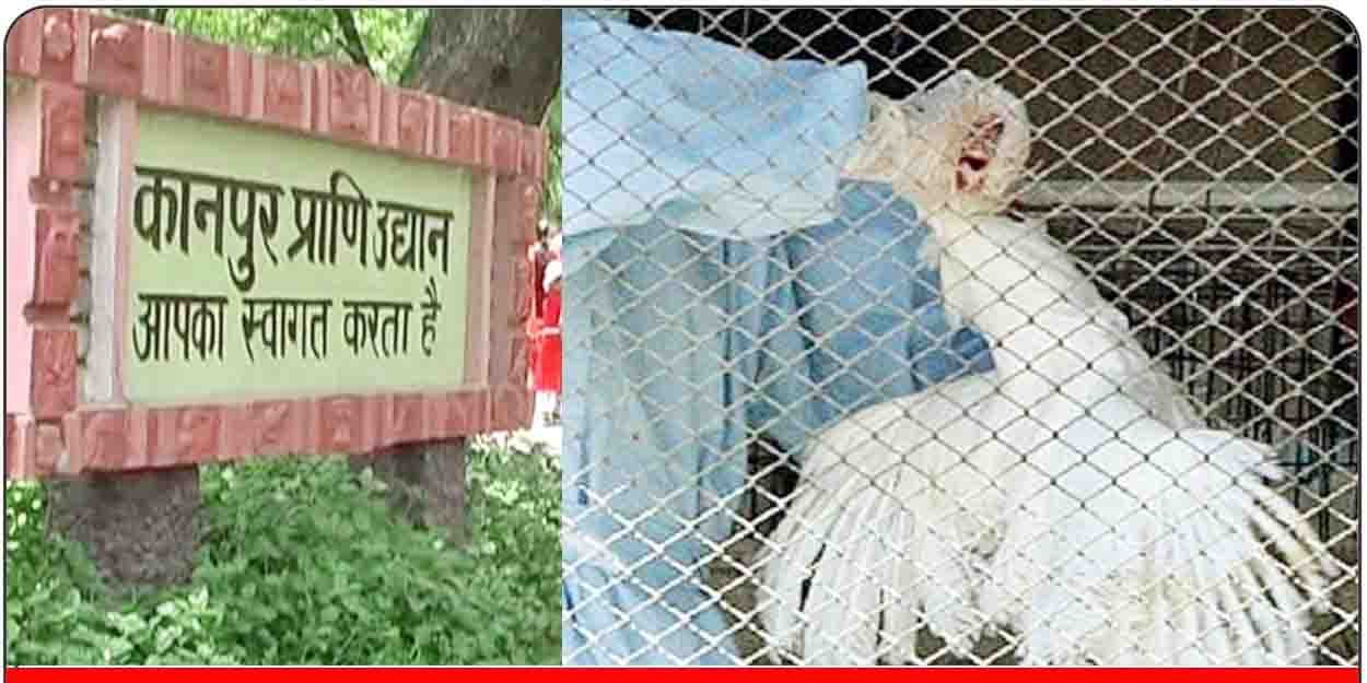 कानपुर जू के सभी पक्षियों को मारने के आदेश, 10 किमी के दायरे में मांस बिक्री पर रोक