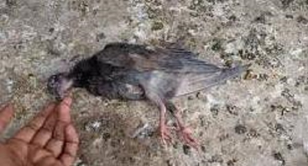 जबलपुर में भी बढ़ती जा रही बर्डफ्लू की दहशत, तीन जगह मृत मिले पक्षी