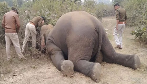 झारखंड: जंजीर से बंधे पालतू हाथी को मार डाला, लेकिन हथिनियों को छोड़ गए जंगली हाथी