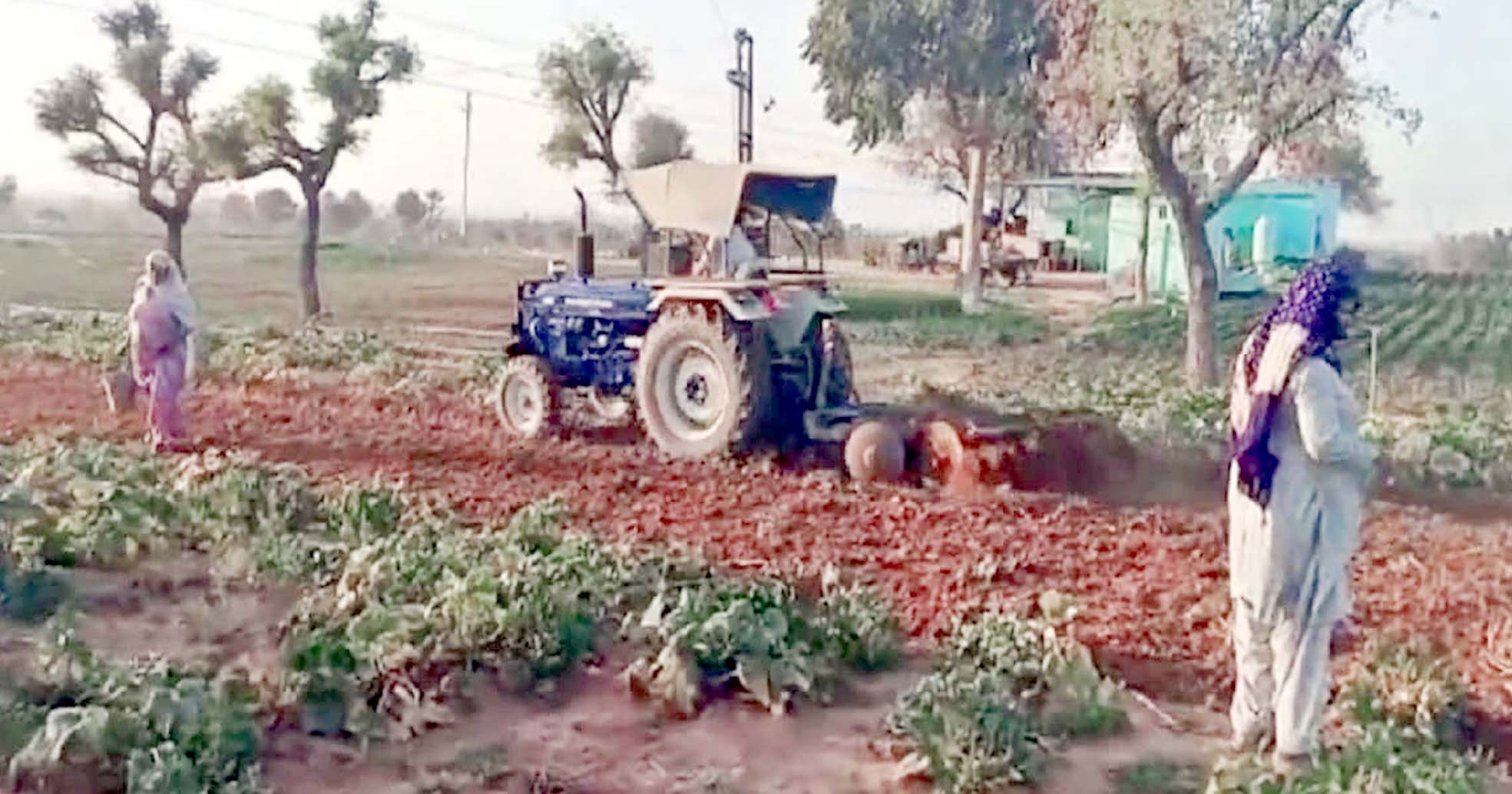 नहीं मान रहे किसान, अब चरखी दादरी में सब्जी की फसल पर चलाया ट्रैक्टर