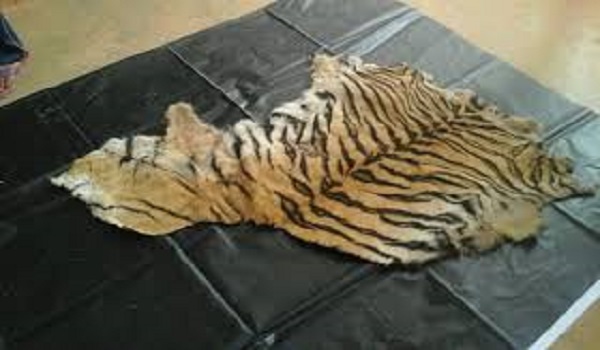 छत्तीसगढ़: बाघ की खाल लेकर महाशिवरात्रि में अनुष्ठान करने पहुंचे 5 पुलिस वालों समेत आठ गिरफ्तार 