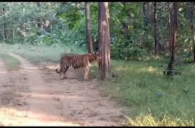 हाईकोर्ट के आदेश पर एमपी ने अपनी सुंदरी को ओडिशा से वापस लिया, अब कान्हा नेशनल पार्क में खुलकर घूमेगी
