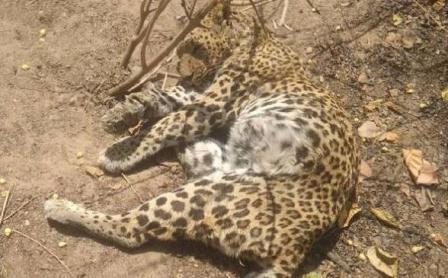 एमपी का बांधवगढ़ टाइगर रिजर्व: शिकार के लिए बाघिन- मादा तेंदुआ में संघर्ष, तेंदुआ की मौत