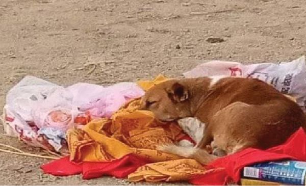 गया में मालकिन की मौत के बाद अंत्येष्ठी वाली जगह पर 4 दिनों तक भूखा-प्यासा बैठा रहा वफादार कुत्ता