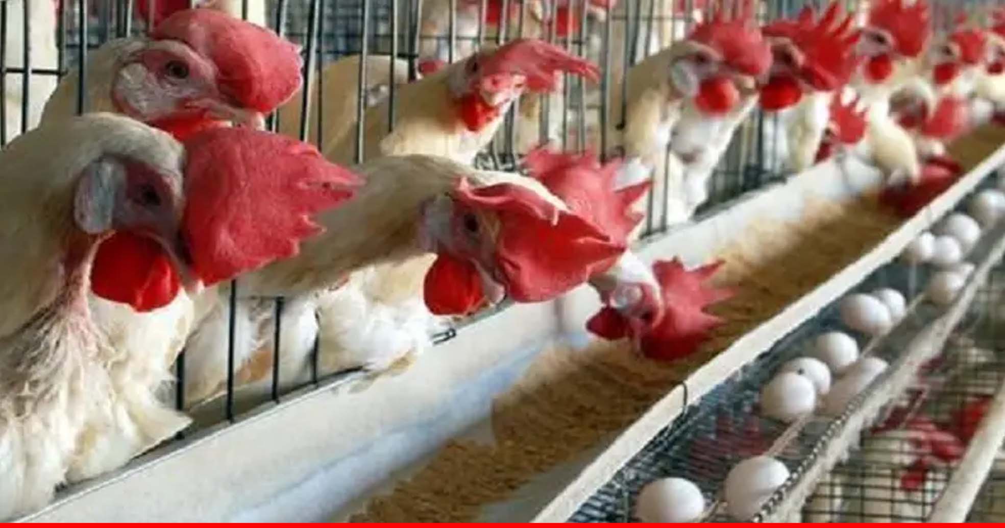 सऊदी अरब ने अंडे और चिकन पर रोक लगाई ? इस देश को दिया तगड़ा झटका