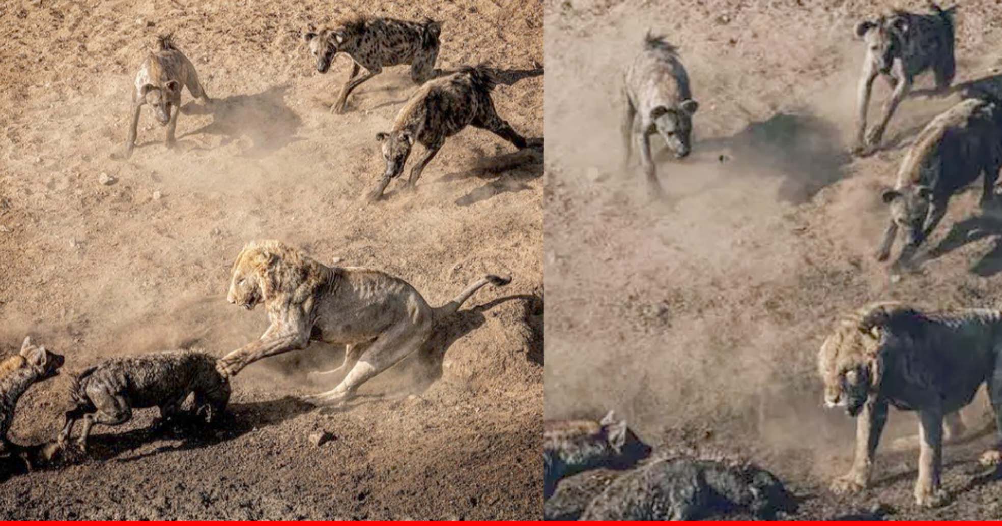 एक शेर पर 30 लकड़बग्‍घों ने किया हमला, छह घंटे तक चली जंग, जानें किसे मिली जीत