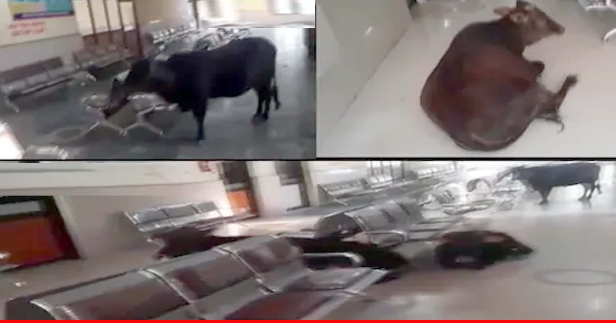 जम्मू-कश्मीर के जिला अस्पताल में गाय अंदर और स्टाफ नदारद
