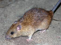 आस्ट्रेलिया में चूहों का आतंक, ऑस्ट्रेलियाई सरकार ने भारत से की 5 हजार लीटर ज़हर की मांग