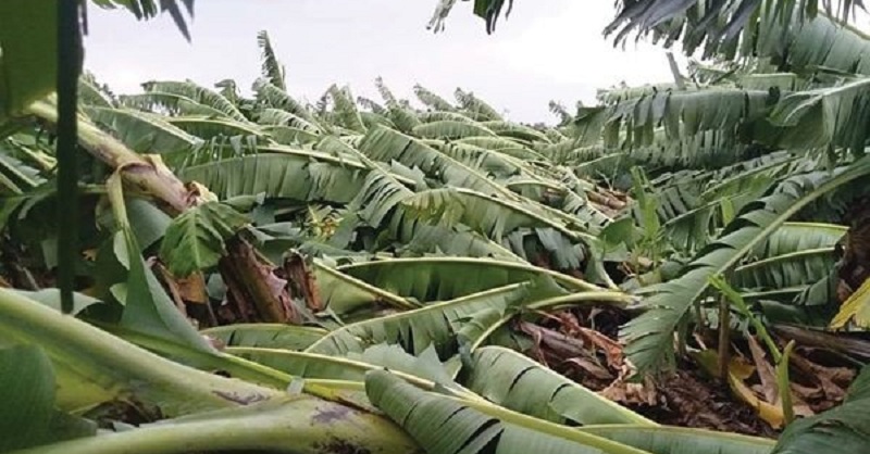 एमपी में तेज बारिश होने के आसार, बुरहानपुर एवं खरगोन में आंधी चलने से गिरे केले के लाखों पौधे