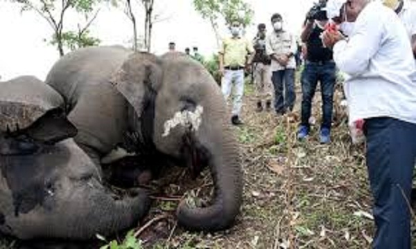 असम में बिजली गिरने से 18 जंगली हाथियों की मौत, पोस्टमार्टम रिपोर्ट में खुलासा