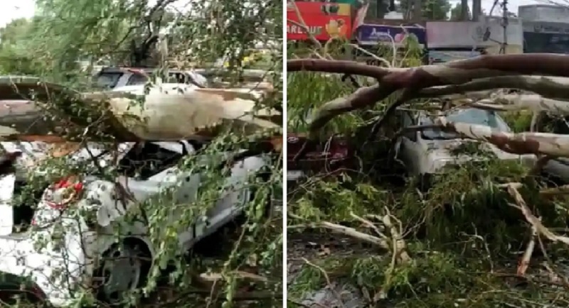 भोपाल में बारिश का कहर: पेड़ गिरने से दो लोगों की मौत, कई वाहनों को पहुंचा नुकसान