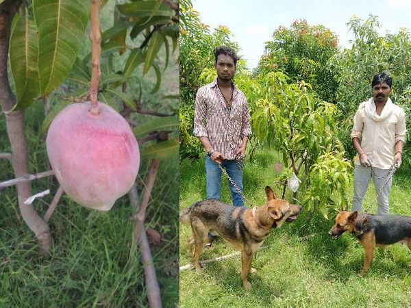 एमपी के जबलपुर में दुनिया का सबसे महंगा ढाई लाख रुपए किलो का बिका आम, किसान ने 7 पेड़ की रखवाली के लिए 4 गार्ड और 6 डॉग लगाए