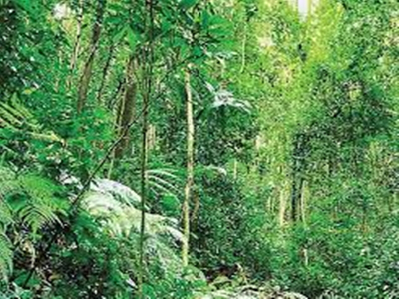 बक्सवाहा के जंगल में अधिकारी की बगैर अनुमति न हो पेड़ को कोई भी नुकसान : एनजीटी ने दिया निर्देश