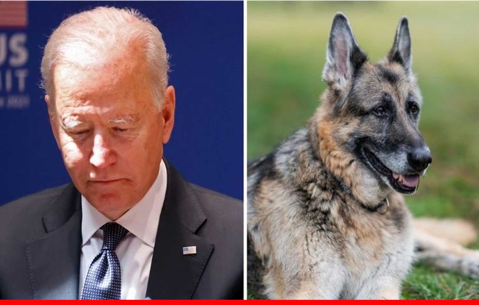 जो बाइडेन के कुत्ते ‘चैंप’ की मौत, राष्ट्रपति ने बयान जारी कर कहा- उसकी याद आएगी