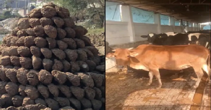 छत्तीसगढ़ के कोरबा में चोरी हुआ गाय का 800 किलो गोबर, पुलिस ने दर्ज किया मामला