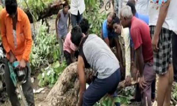 एमपी के जबलपुर-गोटेगांव रोड पर विशाल पेड़ गिरा, दो युवक दबे, एक की मौत, दूसरा घायल, देखें वीडियो