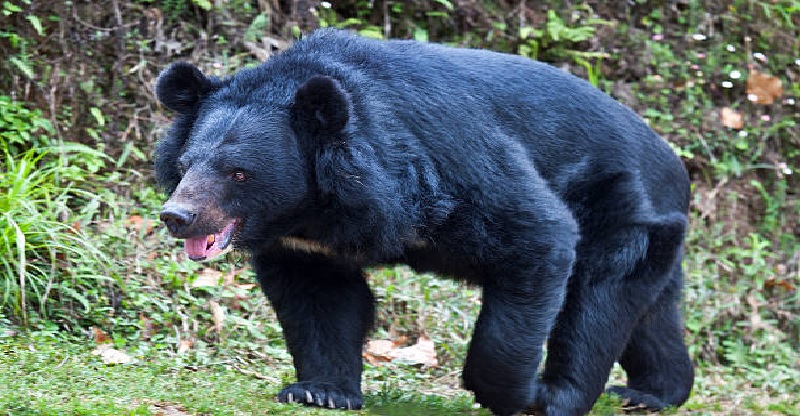 झारखंड में भालू ने ग्रामीणों पर किया हमला, दो भाइयों समेत तीन लोगों की मौत