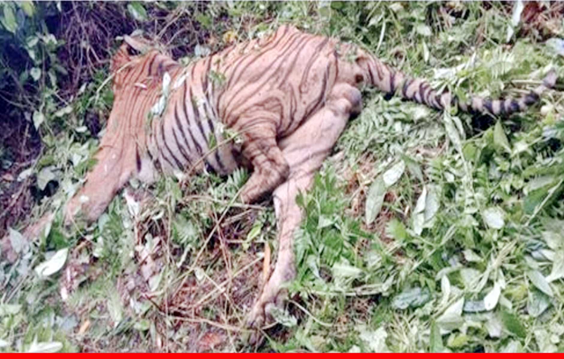 असम: काजीरंगा नेशनल पार्क में गोलीबारी में हुई बंगाल टाइगर की मौत