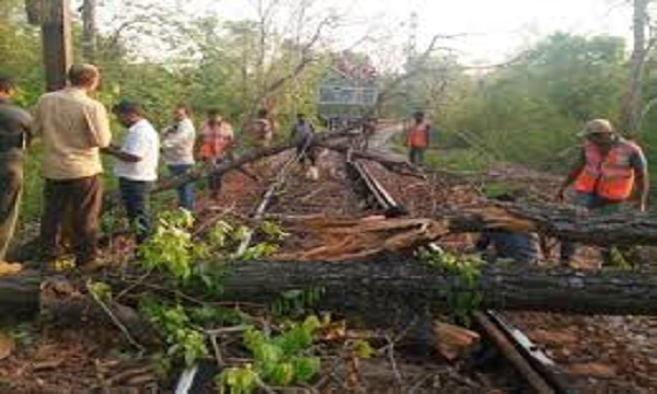जबलपुर: रेल ट्रेकमैन ट्रेक का काम छोड़ काट रहे पेड़, डबलूसीआरईयू ने जताई आपत्ति , कहा- हादसे की जवाबदारी किसकी.?