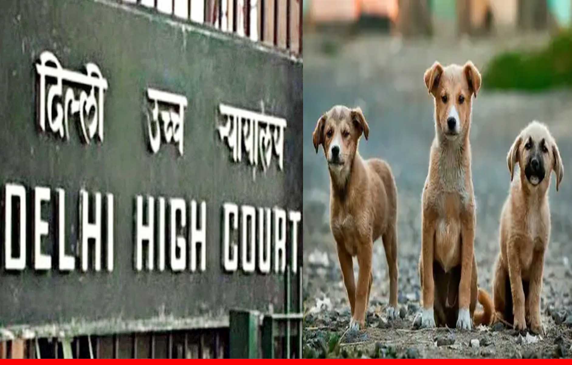 दिल्ली हाईकोर्ट ने कहा, कानून में गली के कुत्तों को भी सम्मान के साथ जीने और भोजन का अधिकार
