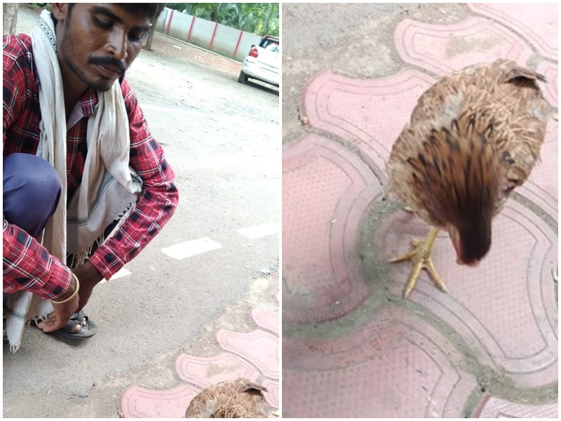मध्य प्रदेश में अजब मामला, दाना चुग रही मुर्गी को पत्थर मारने वाले के खिलाफ एफआईआर, एमएलसी भी कराई