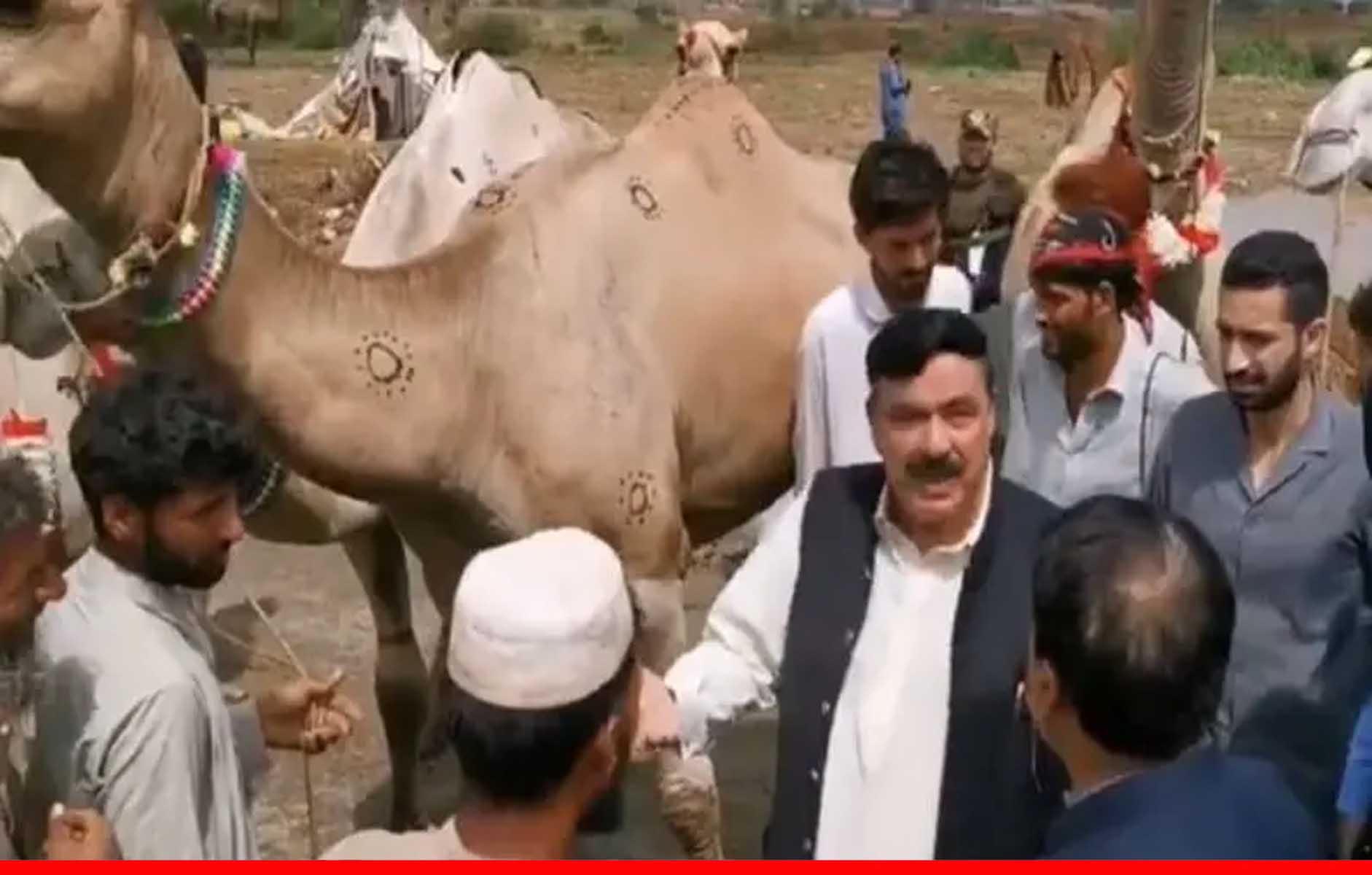 पाकिस्तानी गृह मंत्री शेख रशीद, कुर्बानी के लिए 5.60 लाख में खरीदे तीन ऊंट 