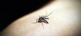 एमपी के जबलपुर अब डेंगू का अटैक, दो नए मरीज मिले