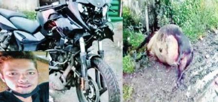 एमपी के जबलपुर में सांड से टकराया बाईक सवार, दोनों की मौत