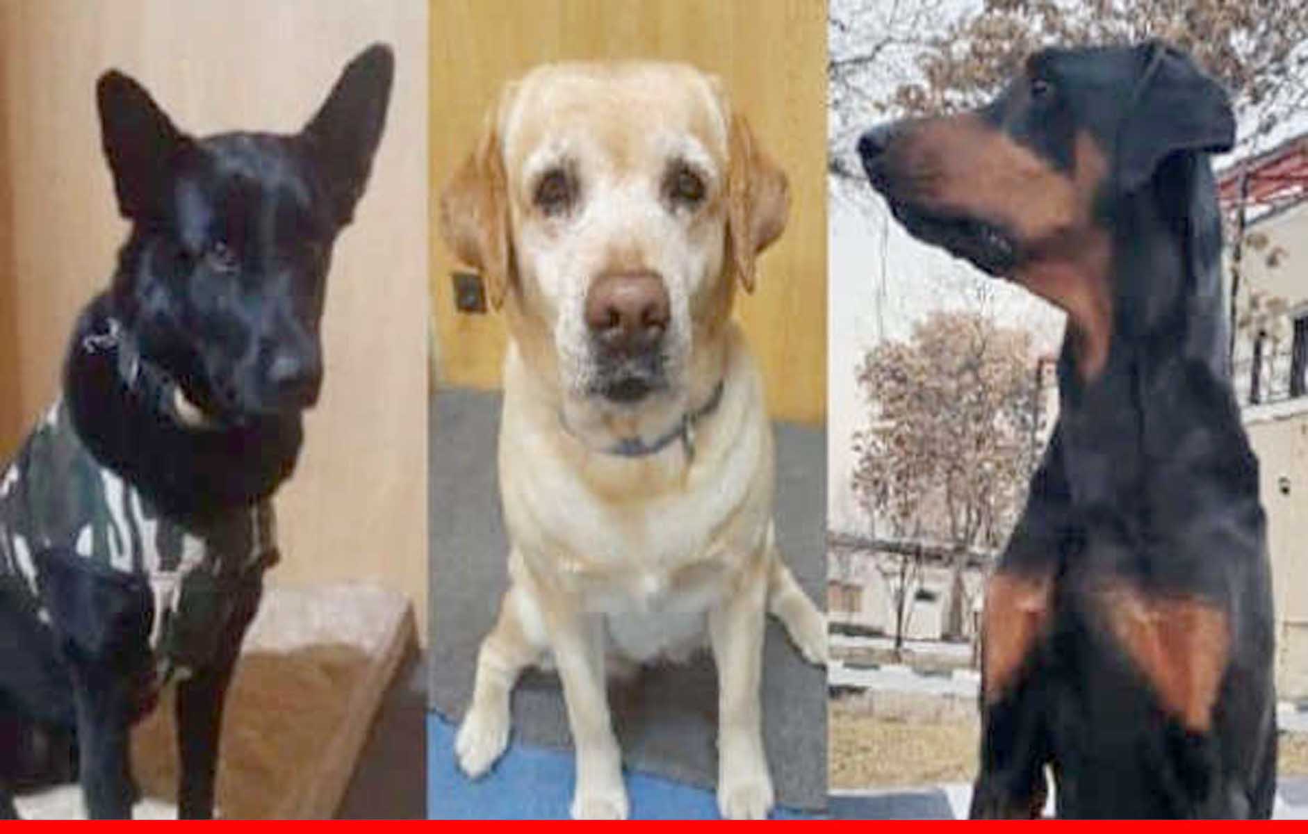 तीन कुत्ते माया, रूबी और बॉबी भी तालिबान से बचाकर लाए गए दिल्ली
