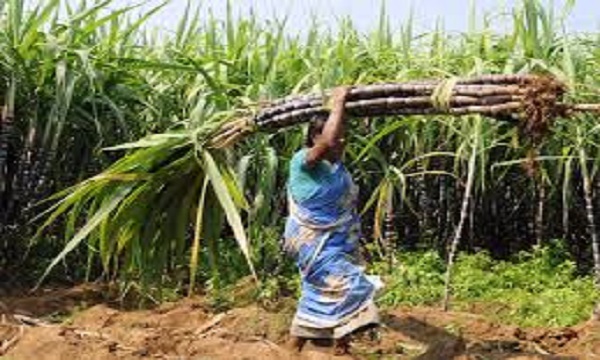 किसानों के लिए खुशखबरी: सरकार ने गन्ने के हर क्विंटल पर 5 रुपये दाम बढ़ाए