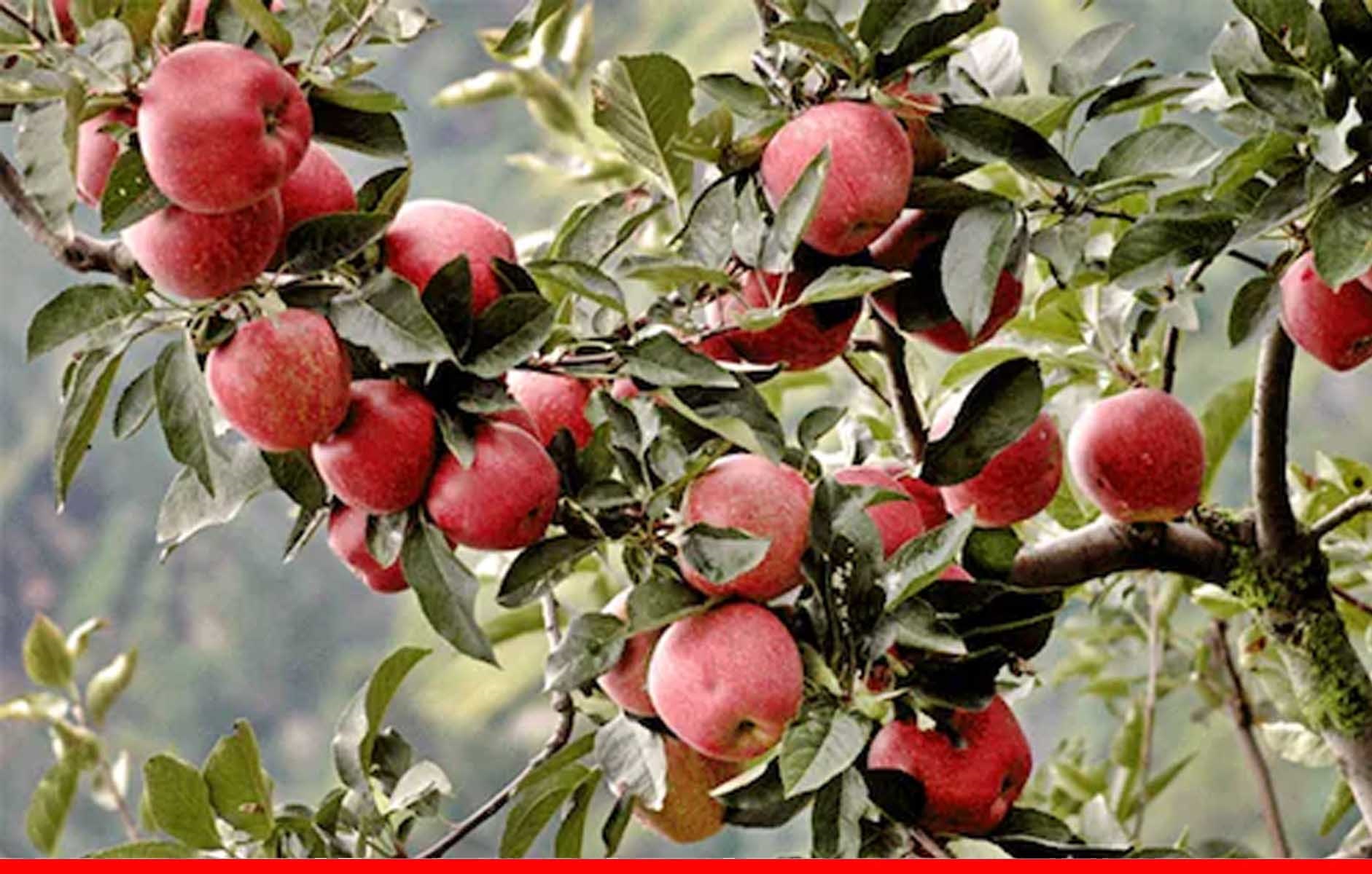 हिमाचल में अडाणी की कपंनी ने कम किए सेब खरीद के दाम, बागवानों में नाराजगी