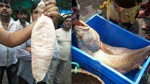 रातों रात करोड़पति बना मुंबई का मछुआरा, 1.33 करोड़ में बिकी 157 घोल मछली  news in hindi