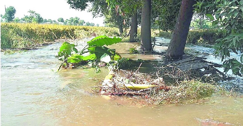 हरियाणा में पीएलसी नहर टूटी, खेतों में भरा पानी, किसानों की 500 एकड़ फसल हुई तबाह 