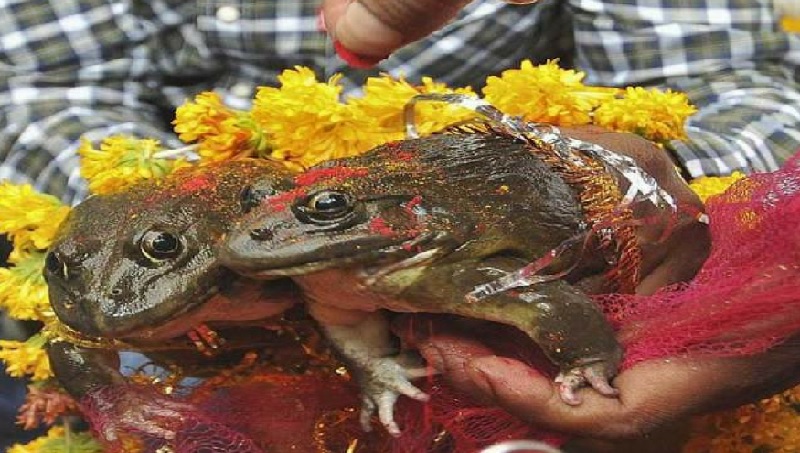 छत्तीसगढ़ के रायगढ़ में मेंढक की शादी में 1000 लोगों को दावत, जश्न में खूब नाचे बाराती