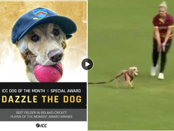 मैदान पर घुसे कुत्ते को ICC ने दिया डॉग ऑफ द मंथ