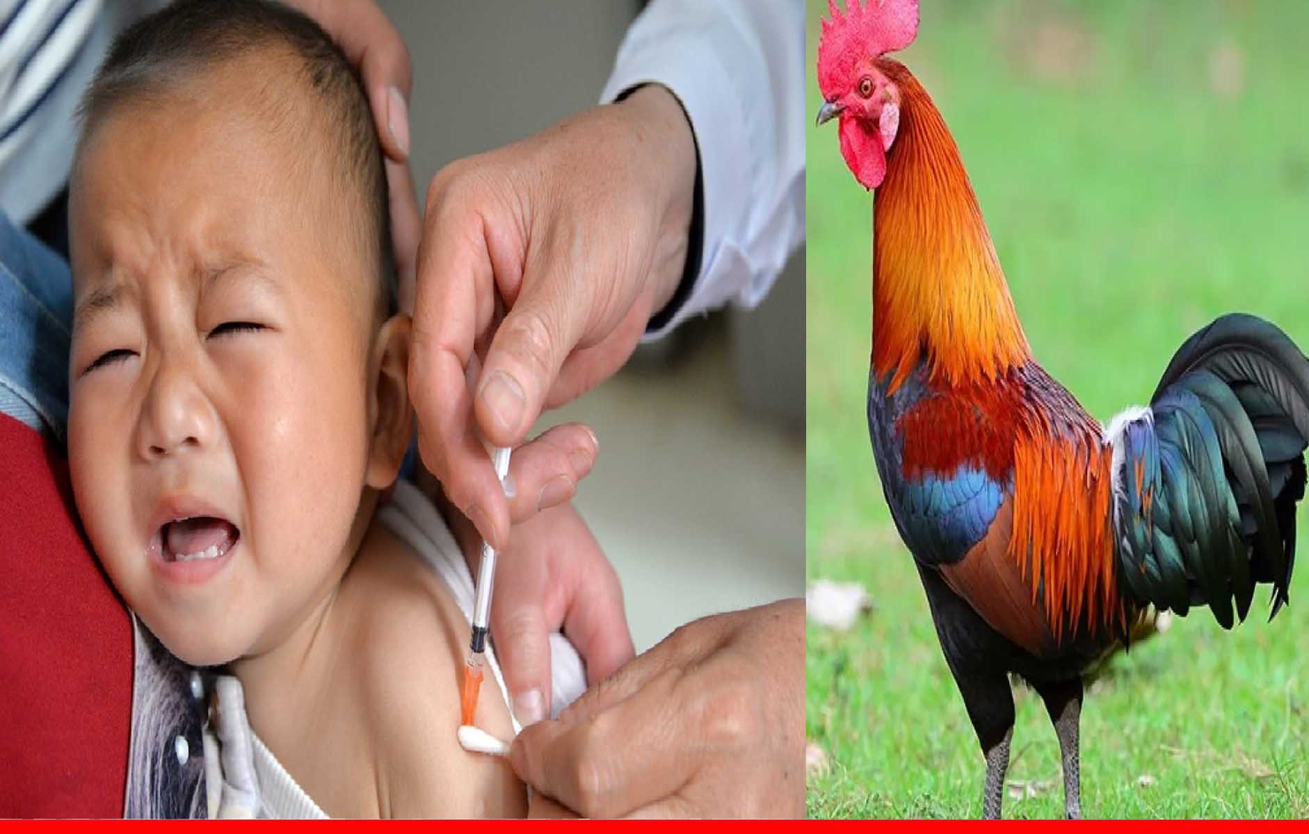 चीन में बच्चों को मुर्गे के खून का इंजेक्शन लगवा रहे हैं मां-बाप, जानें क्यों