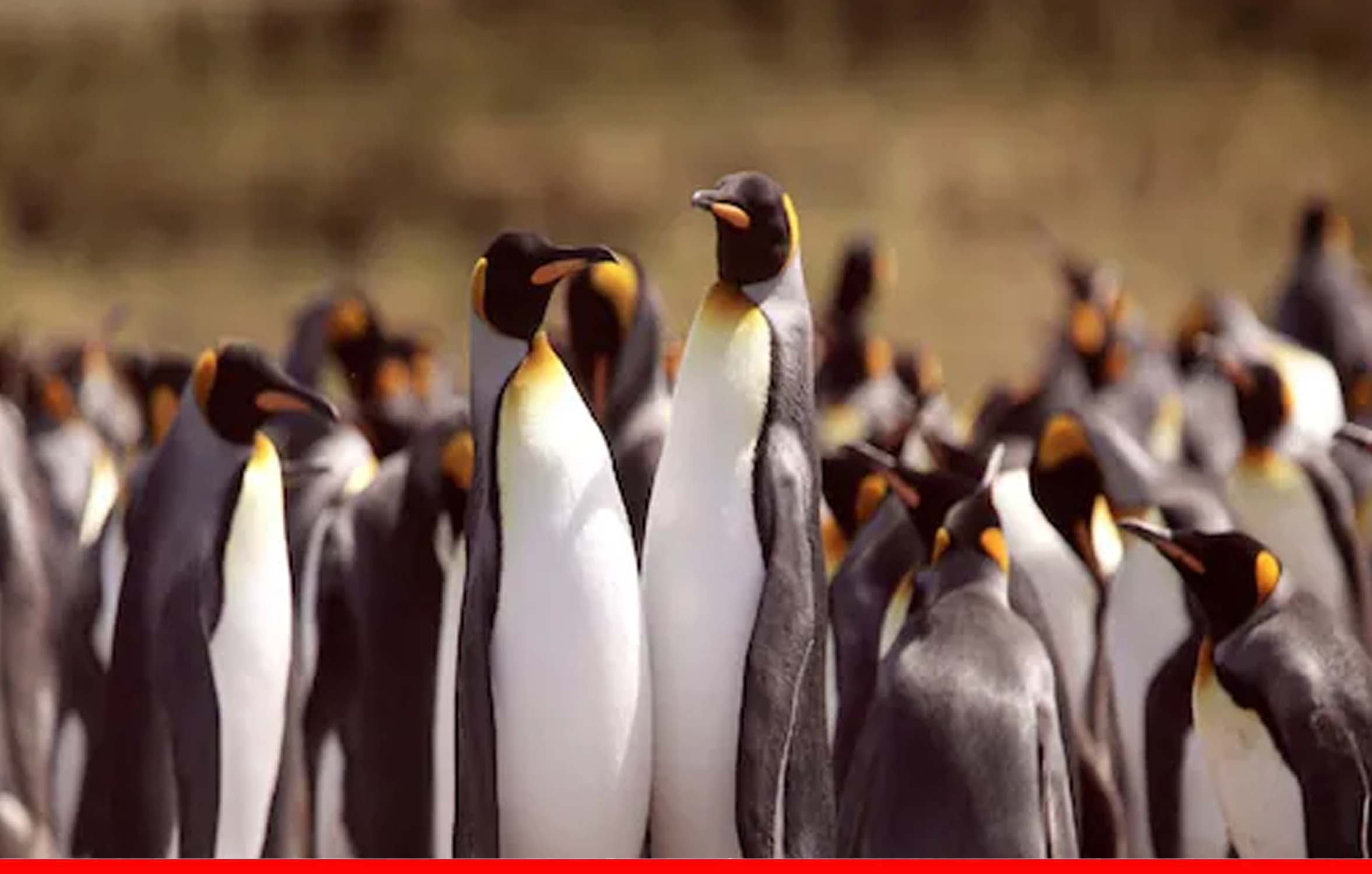 मधुमक्खियों के झुंड ने बोला हमला, लुप्तप्राय 63 पेंगुइन की हो गई मौत