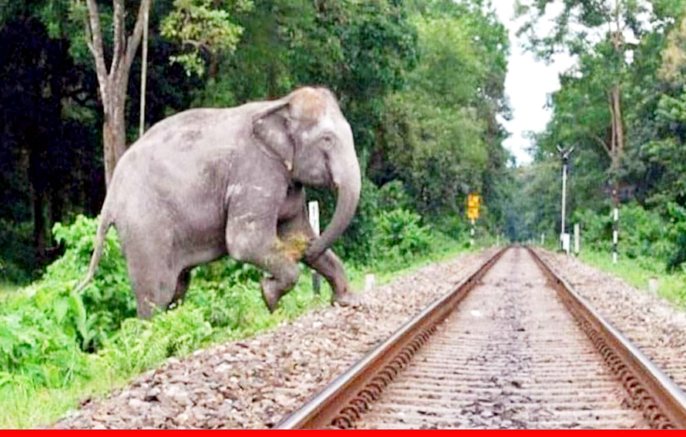 हाथियों ने बदल दी उत्तराखंड जाने वाली ट्रेनों की चाल, बदला समय