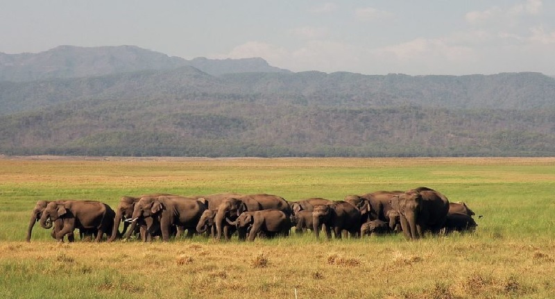छत्तीसगढ़ के बिलासपुर में 40 हाथियों के झुंड ने मचाया कोहराम, कई एकड़ की फसल बर्बाद