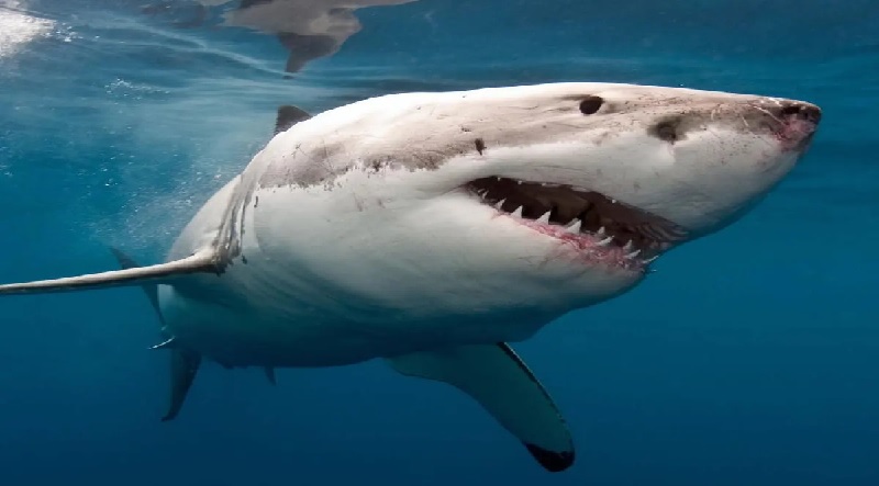 ब्राजील में समुद्र में तैर रहे लड़के पर शार्क ने किया अचानक हमला, काट कर ले गई प्राइवेट पार्ट 