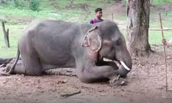 एमपी-यूपी के कुख्यात डाकू ददुआ का हाथी पकड़ा गया, बेटे ने किया था गुजरात में सौदा, सतना वन विभाग ने रोका ट्रक
