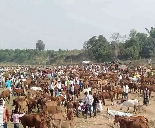 चित्रकूट में गधों के मेला में दस लाख का बिका शाहरुख, सलमान की बोली सात लाख लगी, दीपिका भी बिकी