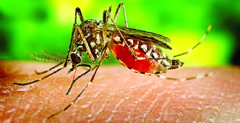 कानपुर में पकड़े गए 250 मच्छर, जांच के लिए स्पेशल ट्रेन से भेजे गए दिल्ली