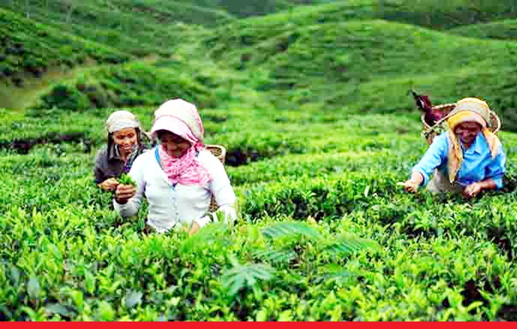 99,999 रुपये किलो बिकी असम की स्पेशल चाय