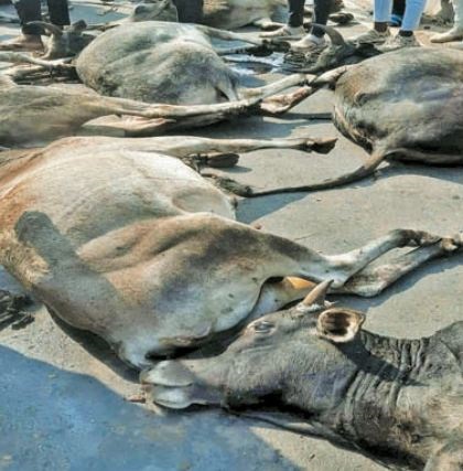 एमपी के जबलपुर में मृत मवेशियों से भरा ट्रक पकड़ा गया, गौ-सेवकों ने किया हंगामा