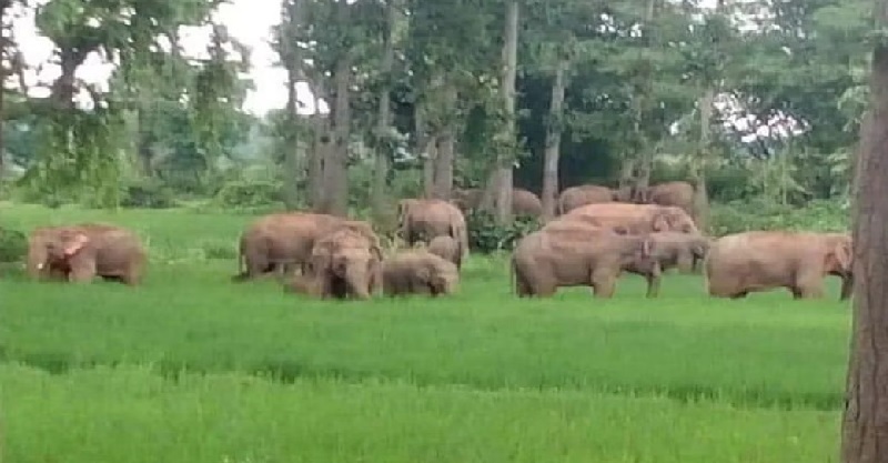 झारखंड के हजारीबाग में हाथियों ने मचाया तांडव, एक की परिवार के 3 लोगों को कुचलकर मार डाला