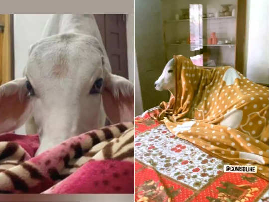 राजस्थान: शख्स ने अपनी 3 गायों के लिए घर के अंदर बनाया उनका बेडरूम और बिस्तर