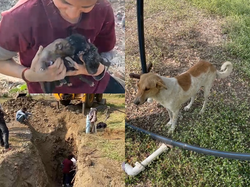 एमपी के खरगोन में बोरवेल में गिरे कुत्ते के तीन पिल्ले, 6 घंटे तक चला रेस्क्यू ऑपरेशन, सुरक्षित निकाला