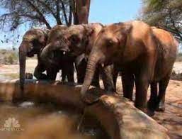छत्तीसगढ़ के इस गांव में हाथी की फैमिली में आई गुड न्यूज, 6 गांवों के लोगों ने मिलकर मनाया जश्न