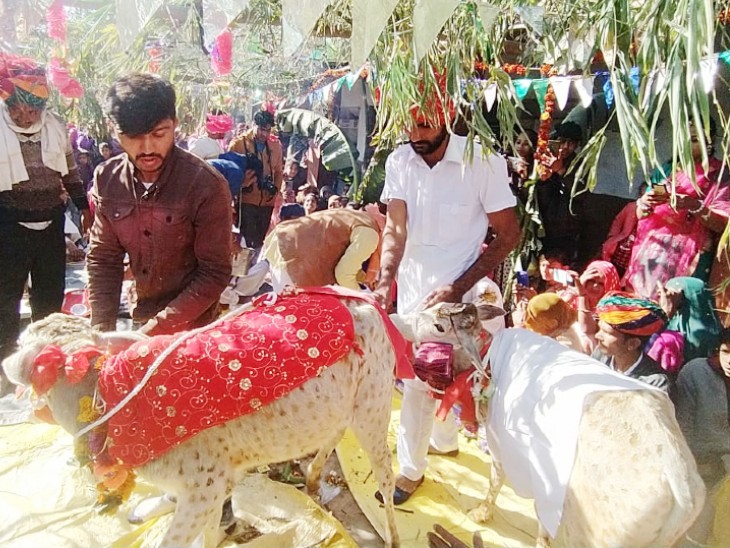 राजस्थान: संतान नहीं हुई तो गाय को बेटी मान कन्यादान किया, मेहंदी-हल्दी की रस्म, मंगल गीत गाए, गाय-नंदी ने लिए 7 फेरे